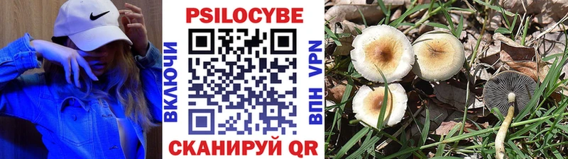 хочу   Нальчик  Псилоцибиновые грибы прущие грибы 